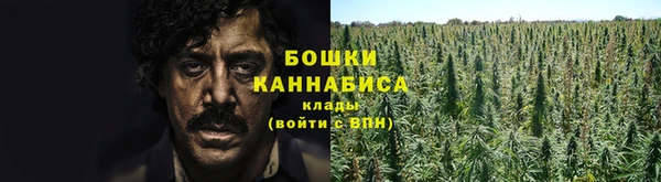 прущие грибы Горно-Алтайск