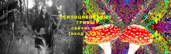 прущие грибы Горно-Алтайск