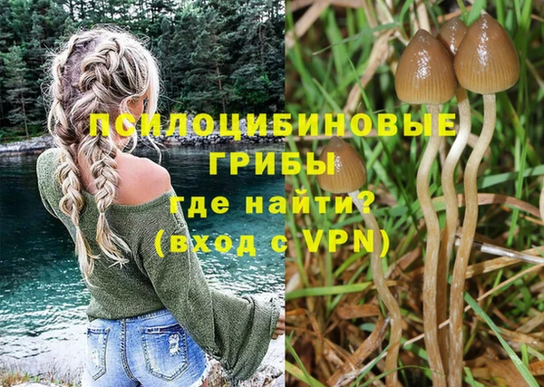 прущие грибы Горно-Алтайск